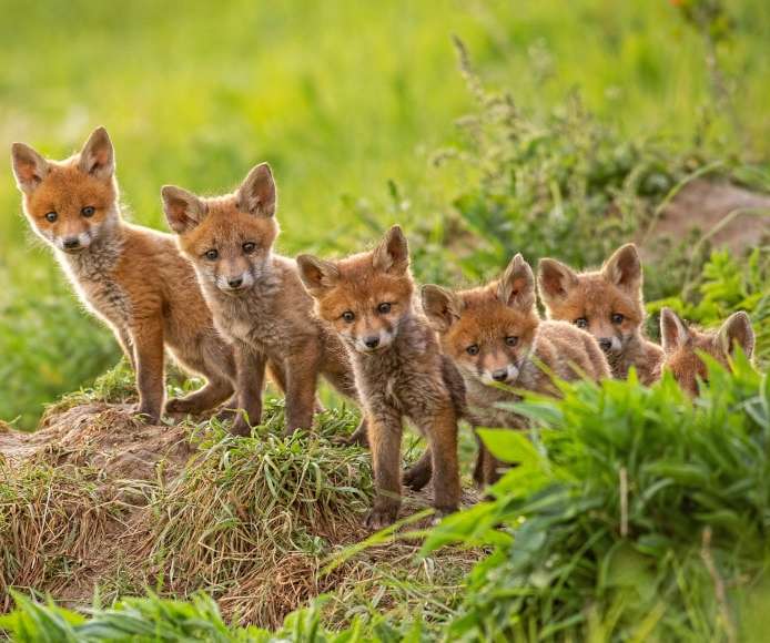 Stellenangebote YellowFox
