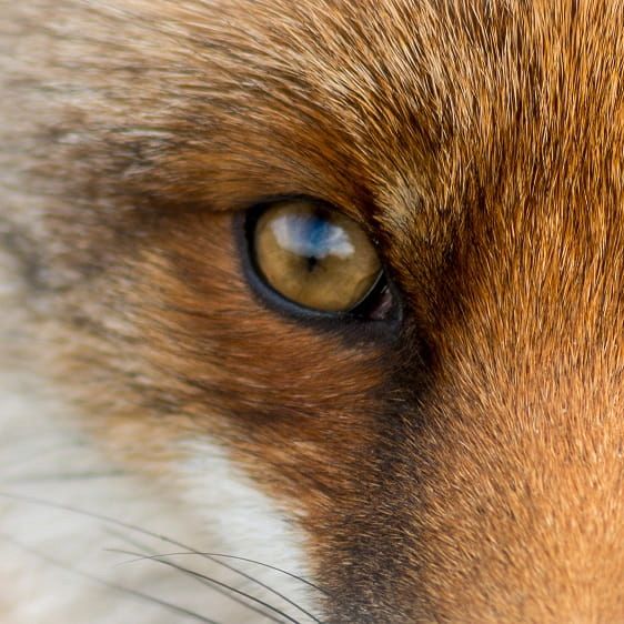YellowFox